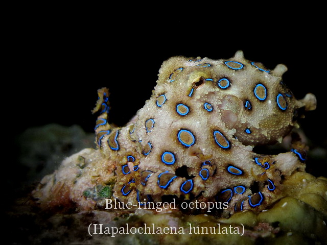 Anilao Diving, Underwater Photography|Dive Anilao/Batangas Philippines